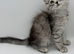 LAST MAINE COON KITTEN
