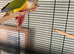 Hand reared conures