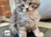 Mainecoon kittens