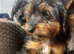 Beautiful litter of jackapoos ready for their loving homes!