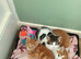 Kittens for sale lovely colours male female ready for there for ever home