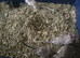 Baby gerbils for sale