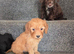 Lovely f1 cockapoo puppies