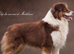 Fully health tested KC Australian shepherd