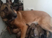 Belgian malinois pups for sale avalilable for viewing and deposit