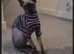 Beautiful Male Sphynx Looking for a Loving Forever Home