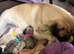 pedigree pug puppies