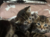 3 beautiful Kittens