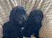 Cockapoo x poodle puppies