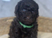 5 Toy Poodle Puppies