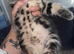 6 kittens ready now