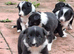 Gorgeous collie pups for sale