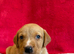 loving puppies for sale