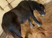 23 month old filly cob