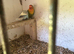 Lovebirds breeding pair