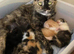 Maine coon mix last girl remaining ready now