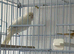 Canary
