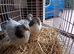 Three lovely female light Sussex bantam 3 months old