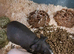 SKINNY PIGS FEMALE