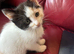 Ragdoll x tabby