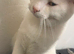 Pure White cat