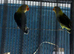 Lovebirds pairs Glasgow