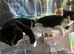 3 kittens for adoption