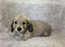 Cream long haired miniatures READY NOW