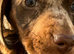 Dachshund