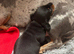 4 week old smooth haired miniature dachshund for sale