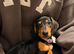 12 week old puppy!