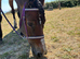 15h 18yr old mare