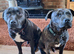 Two brother staffies looking for a new home