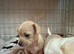 Stunning chihuahua puppies