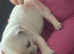 Frenchies for sale