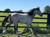 "HULK Irish Draught x Cob " Dun Gelding Showing Horse