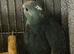 Kakariki baby&rsquo;s