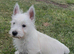Beautiful west highland terrier last boy available