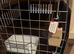Large, lightweight: acrylic plastic & metal front opening animal flight/home/show cage.
