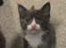 2 male kitten