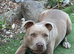 American bully