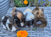 Beautiful Baby Guinea Pig Sows