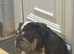 Lilley British bulldog
