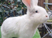 Super Stars Giant Pure Bred Bucks for STUD  - PROVEN