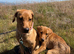 STUNNING FOX RED KC LABRADOR BITCH PUPPY