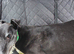 ***FERN RESCUE* 8 YR OLD GREYHOUND FOR ADOPTION***