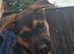 Puppie for sale german shepherd cross dutch