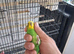 Budgies