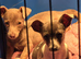 Jack Russell puppies *1 LEFT*