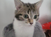 Girl kitten